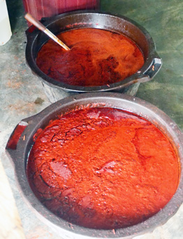 Hanya Tumbuh Di Tanah Papua, Buah Merah Yang Jadi Incaran Dunia